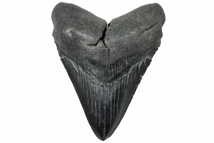 Serrated, Fossil Megalodon Tooth - South Carolina #310061